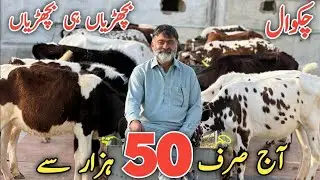 BEST Heifers and Female Calves for Sale in Chakwal!