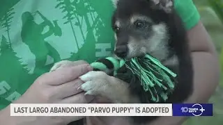 Last 'parvo puppy' that was abandoned at Largo park is adopted