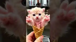 #shots #shorts ##hollywood ##lovesong #cat #icecream
