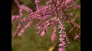 Garden Answer: 4 Genera in Tamaricaceae   Tamarisk Family