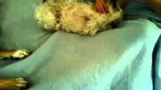 Psycho Westtie Kicks Ass