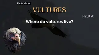Vulture Fact 7 - Where do vultures live?