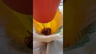 Pasturatore trita sarde fai da te pesca al tonno