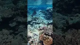 Spotted Eagle Ray