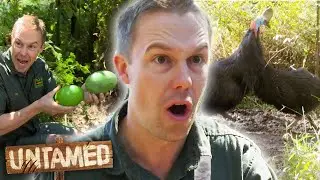 Aggressive Cassowaries Fight And Then Mate 😳 Untamed Clips | Untamed