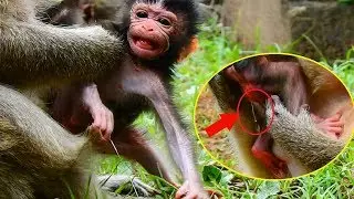 Surprise to hear new born baby Daniela make sound and she piss / Monkey Post