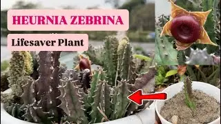🧡 LIFESAVER PLANT! Huernia zebrina Care & Propagation 
