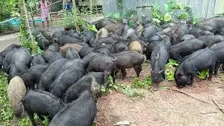 Experts village animals# video pig