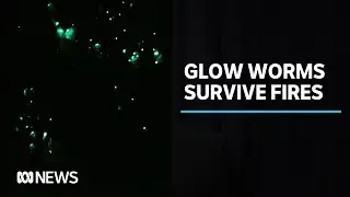 Glow worms feared lost in NSW bushfires found alive and thriving | ABC News