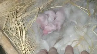 Cách nuôi thỏ mẹ nhiều sữa để cho thỏ con bú  | KỸ THUẬT NUÔI THỎ