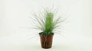Eleocharis pusilla previously known as acicularis Mini