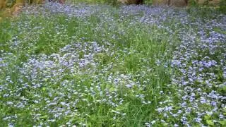 Forget Me Not Plants Highland Perthshire Scotland