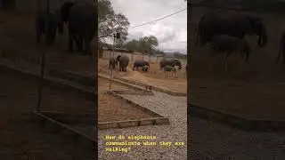 share the opinion #wildlife #elephant #how #question #answer #nature