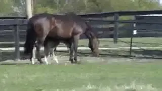 Feiner Stern mare with new Denario foal