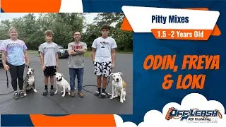2-3yo Pit Mixes (Freya, Odin & Loki) | Best Philly Dog Trainers | Off Leash K9 Training Philadelphia