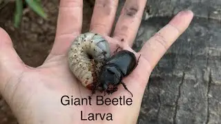 Amazing Giant Beetle Larva Found in the Wild