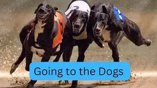 Going to the Dogs - The end of Greyhound racing