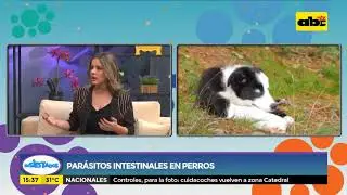 Parásitos intestinales en perros