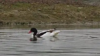 Shelduck Feeding (Castle Water, Rye Harbour Nature Reserve)