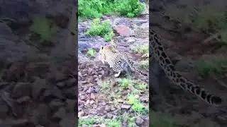 Big cat  stealth