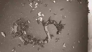 Dermestid beetles snacking on a little snake