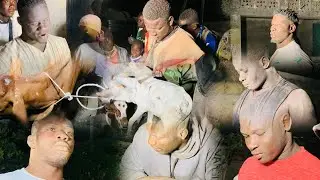 Départager les Jolies Bœufs Famille Fattik Faata Faata et Fils Ndangane Sambou 