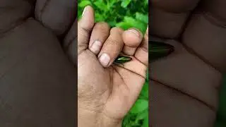 It is the Smaller shiny jewel beetle part  #beautifulinsects #nature #shorts