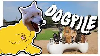 I Tried to BEAT a Roguelike by Stacking DOGS! | Dogpile