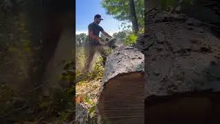 ported 372G holzfforma with square ground chain.   #chainsaw #firewood #portedchainsaw