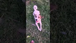 #puppy #adoreble #animal #cute #adorably #cutepet #bestpetsupplies #labrador #petshub #pet