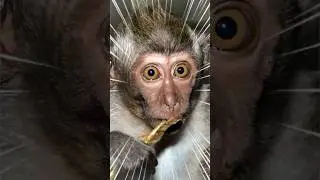 DIA DA CA&Ccedil;A, DIA DO CA&Ccedil;ADOR! 😂😂🤣  #pets #engra&ccedil;ado #macaco  #humor #animals #monkey
