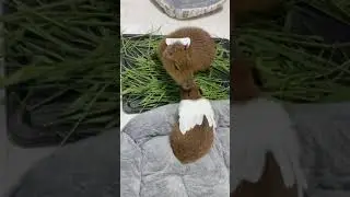 Capybara Funny 14  #capybara #capybaralife #dalat #capibara #hydrochoerus