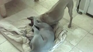 Thai Ridgeback Dogs Groundwork