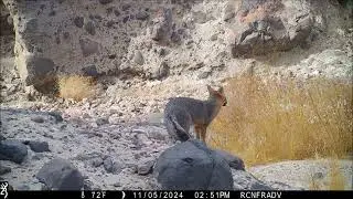 Gray Fox eating grass