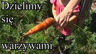 Dzielimy się warzywami