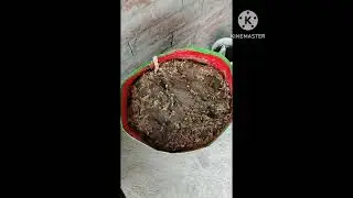 2025 ka summer vegetable garden 🪏🏡 