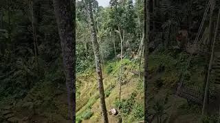BALI SWING AT TEGALLALANG (CEKINGAN) RICE TERRACE - INDONESIA - 4K - 2024