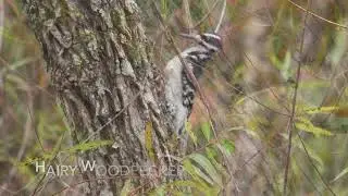 How to Identify a Hairy vs. Downy Woodpecker