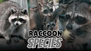 All 3 Raccoon Species (Mapped Across The Americas)