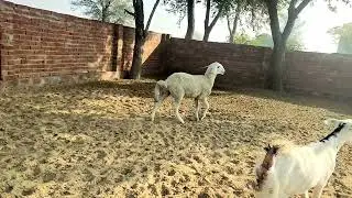 jamunapari sheep #of# ss goat farm parlika nohar raj 7891403938