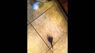 bird attacks dog