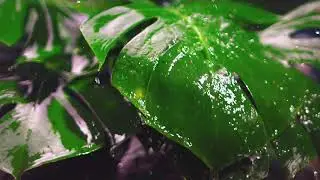 Rain Fall in The Leaf | Beautiful To See 🙈 | Nature Lovers #nature #rainfall #waterfall 