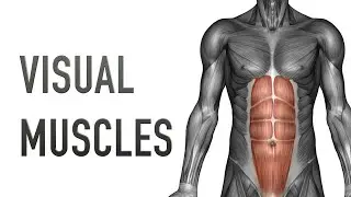 Visual Muscles: Upper Back - Upper Arm