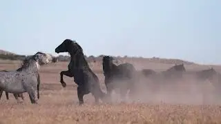 Stock Video - Wild horse Mustangs fighting with each other in slow motion