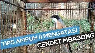 Cara Mengatasi Burung Cendet Mbagong Atau Mengembangkan Bulu