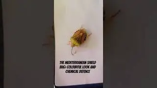 the Mediterranean shield bug: colourful look and chemical defence