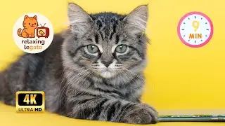 Instant Serotonin Boost! 9 Minutes of Happy & Cute Cats 😺