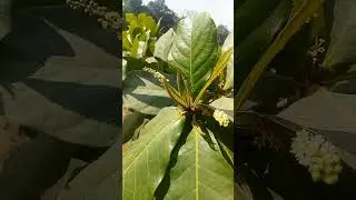 Terminalia catappa (Combretaceae family)