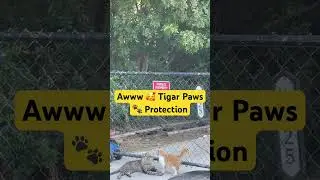 Part 2: You R Not Alone: 👀 How Tigar Paws Protects Her #cat #cute #viral #like Subscribe Share ❤️🐈
