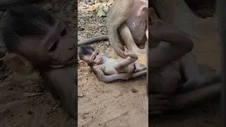 Funny lovely adorable cute beautiful lil baby monkey 🐒 happy playful #shortvideo #shorts #shortsfeed